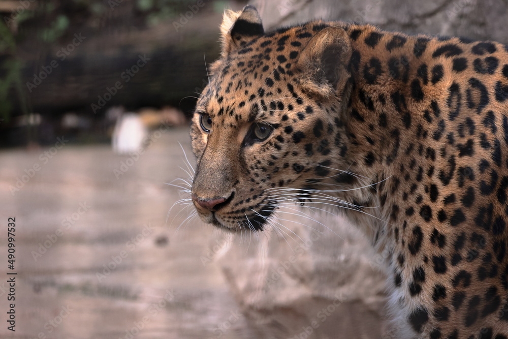 Obraz premium アムールヒョウ