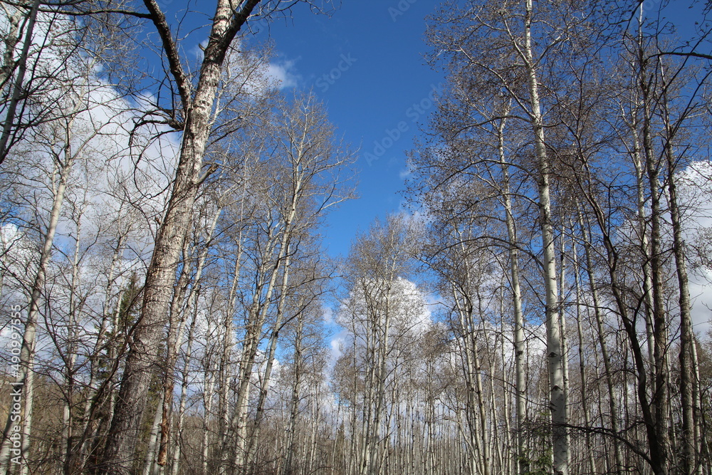 trees in the park