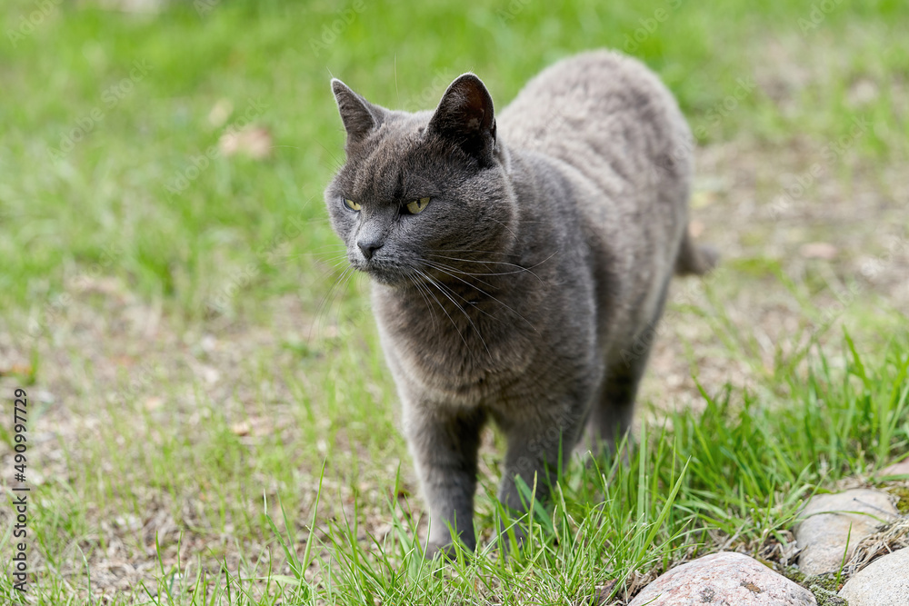 A gray cat walks on green grass on a summer day