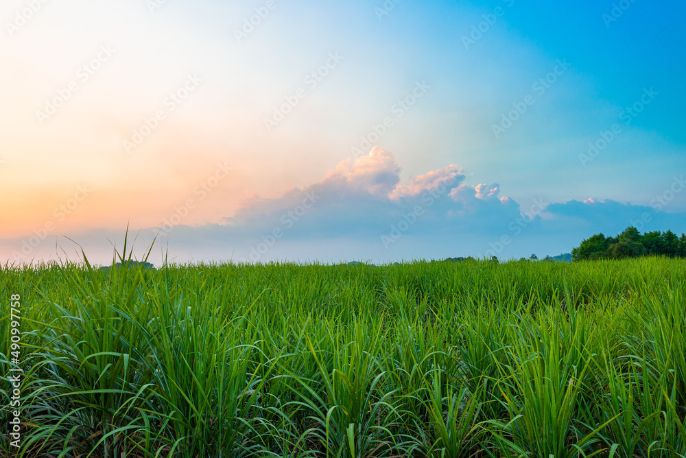 Natural scenery of sugar cane field and mountain during sunrise at Kanchanaburi province in Thailand 