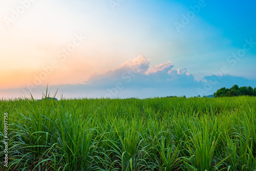 Natural scenery of sugar cane field and mountain during sunrise at Kanchanaburi province in Thailand 