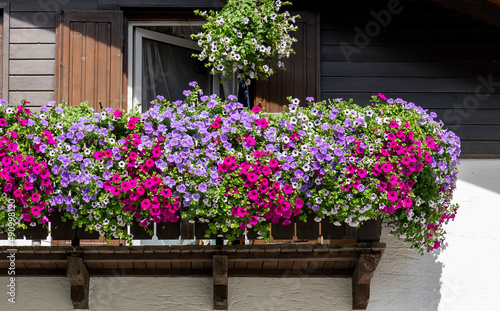Fototapeta Naklejka Na Ścianę i Meble -  Traditional flowered balcony at the Alps and Dolomites. Colorful flowers on balcony. Summer time. Mix of flowers and colors. General contest of the European Alps
