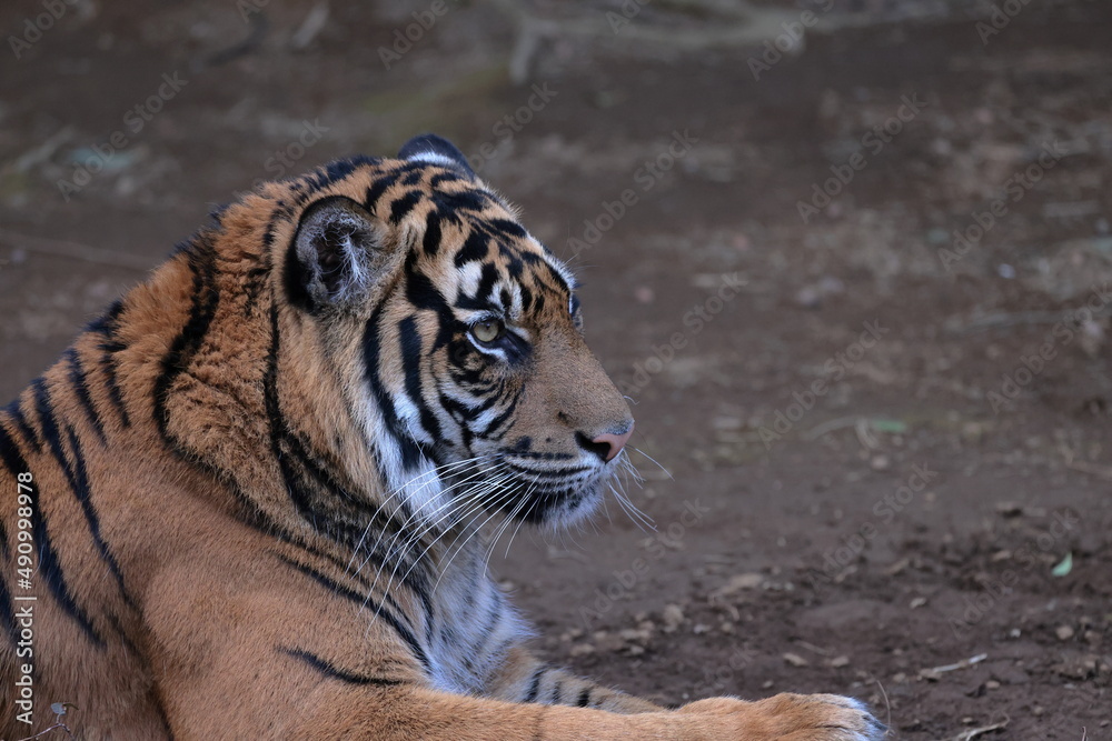 Obraz premium スマトラトラ 