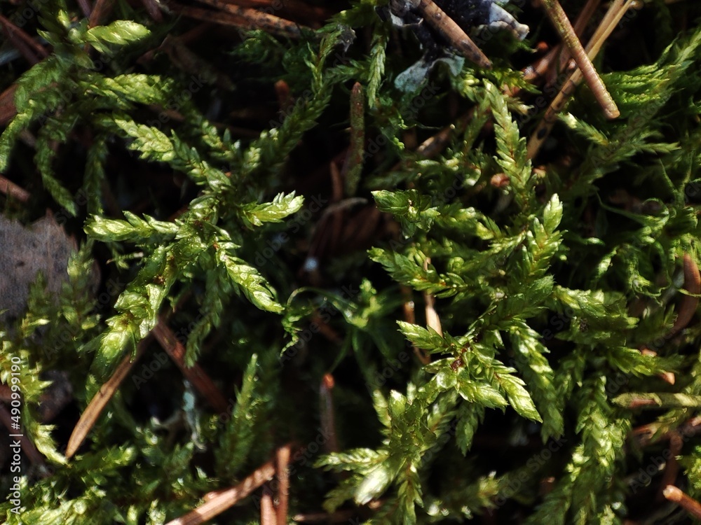 green moss close-up