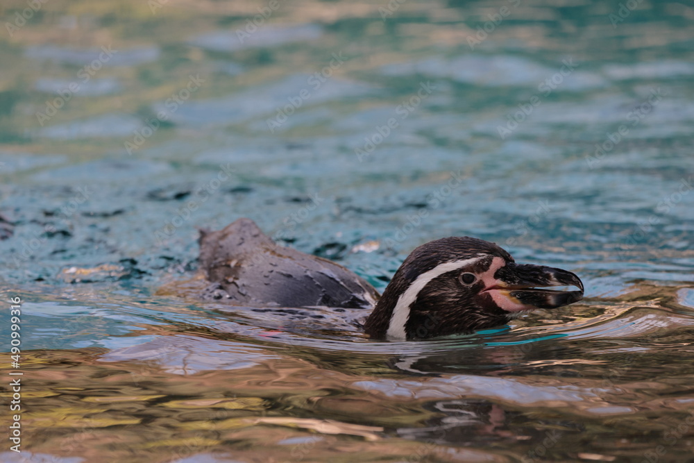 Fototapeta premium ペンギン 