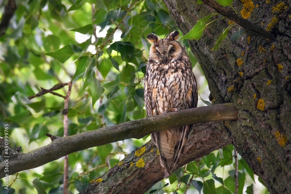 Obraz premium owl sitting on a branch