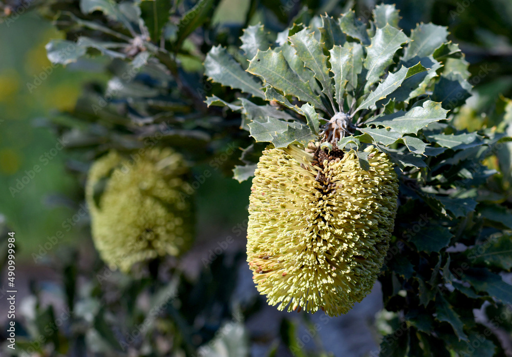 Pendulous flowers of the Australian native Yellow Lantern Banksia, Banksia Lemanniana, family Proteaceae. Unique among banksia as the inflorescence hangs down. Endemic to southwest Western Australia. Pendulous flowers of the Australian native Yellow Lantern Banksia, Banksia Lemanniana, family Proteaceae. Unique among banksia as the inflorescence hangs down. Endemic to southwest Western Australia.