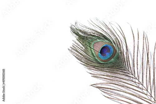 peacock feather with white background.