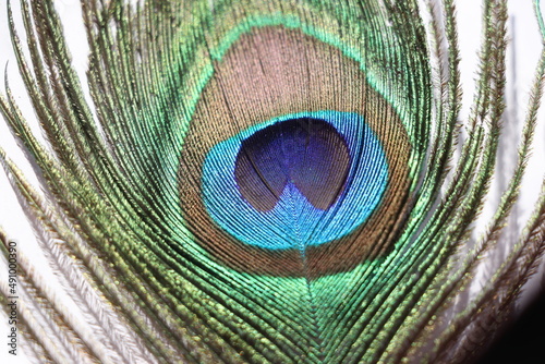 colorful peacock feather close up.