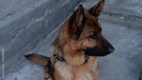 German shepherd dog sits on chain on the snow