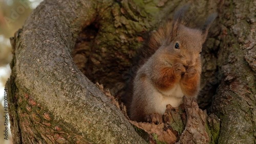 Brown squirrel sits in a hollow on a tree. Squirrel eats nuts