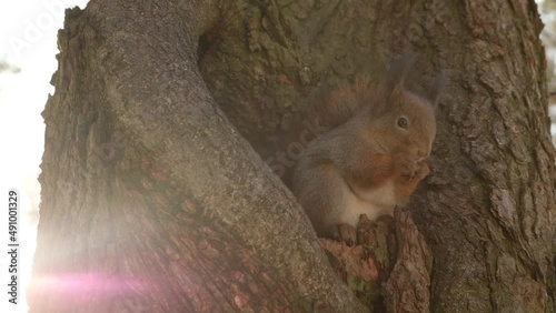 Brown squirrel sits in a hollow on a tree. Squirrel eats nuts