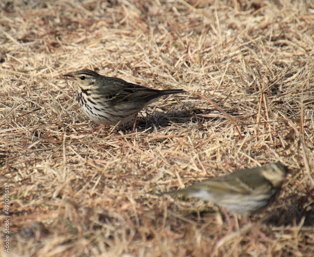 くちばしで何かを咥える小鳥