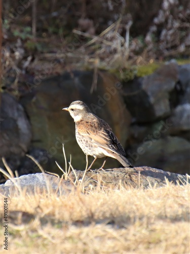 岩の上で考える野鳥