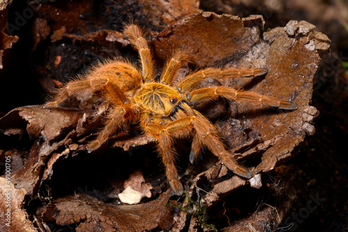 Orange baboon tarantula // Rote Usambara-Vogelspinne (Pterinochilus murinus)