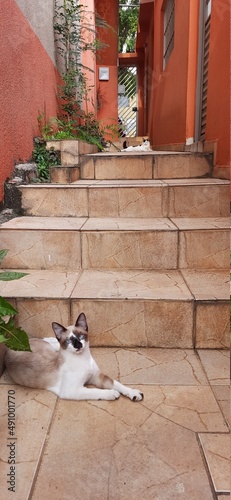 Cats outdoor, near the stairs, looking at the camera.