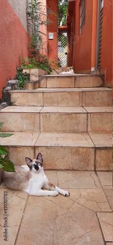 Cats outdoor, near the stairs, looking at the camera. © Ricardo dos Santos