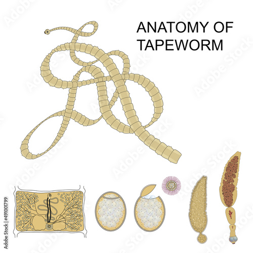 Structure of tapeworm. Illustration on isolated background