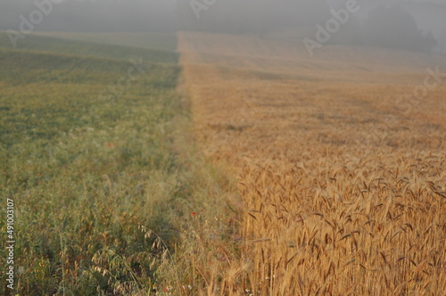 Rye field in the fog in the morning. Dew drops and cobwebs during sunrise. Agriculture and harvest in the countryside.