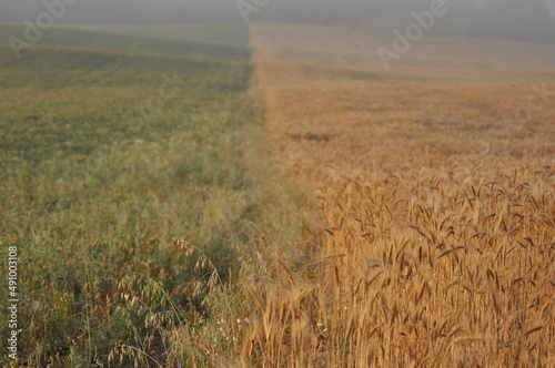 Foto Rye field in the fog in the morning