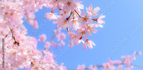 青空と満開の桜の花のクローズアップ、しだれ桜のフレーム素材、サクラのヘッダー