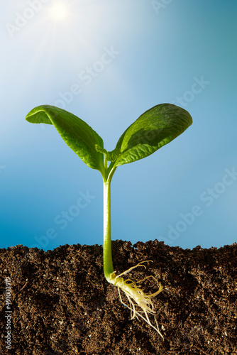 A small green pumpkin sprout with green leaves and visible roots on the ground on a blue background.