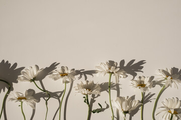 Aesthetic chamomile daisy flowers on white background. Minimal delicate still life floral composition with copy space