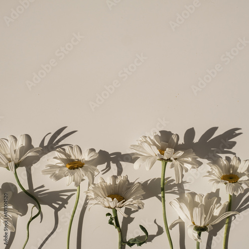 Elegant aesthetic chamomile daisy flowers pattern with sunlight shadows on neutral beige background with copy space © Floral Deco