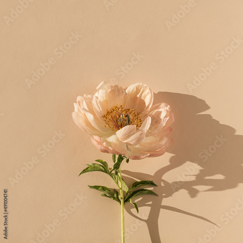 Delicate beige peony flower with sunlight shadows on neutral beige peachy background © Floral Deco