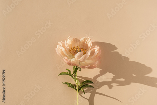 Peachy peony flower on neutral pastel beige background. Minimal stylish still life floral composition photo