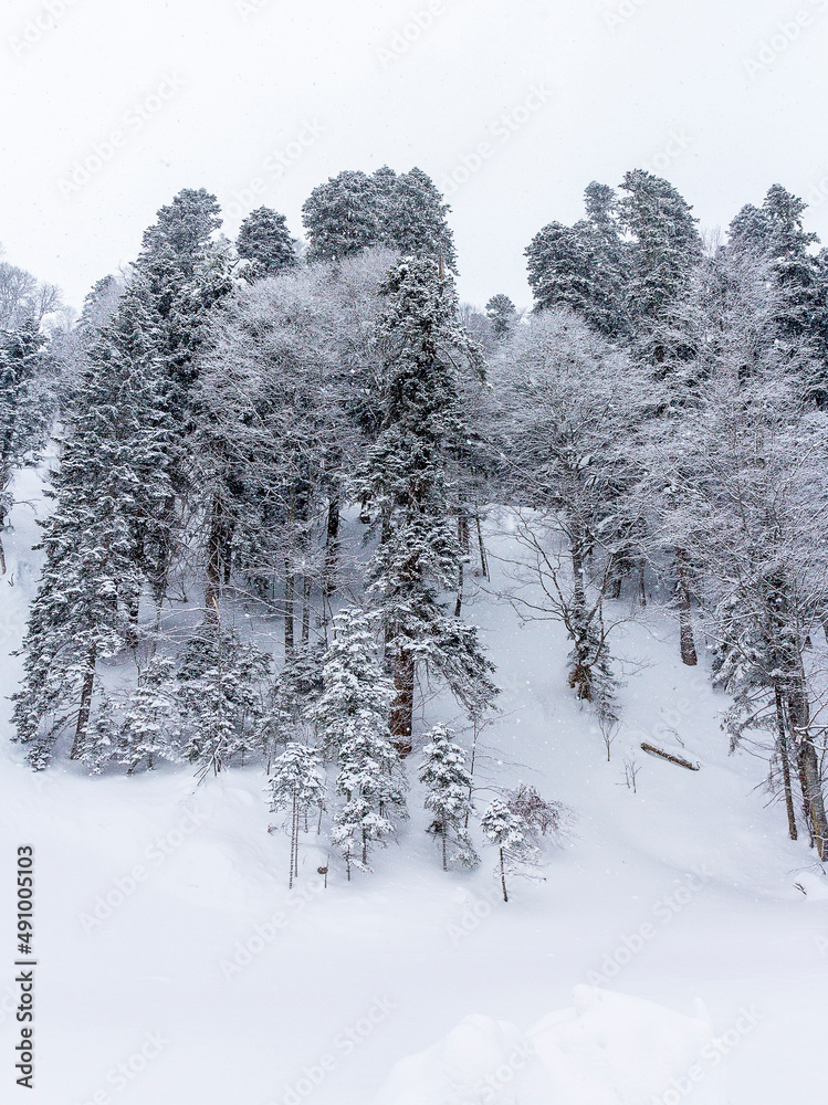 Winter snow-covered forest in the mountains, majestic slopes in snow captivity.+ Winter snow-covered forest in the mountains, majestic slopes in snow captivity.+