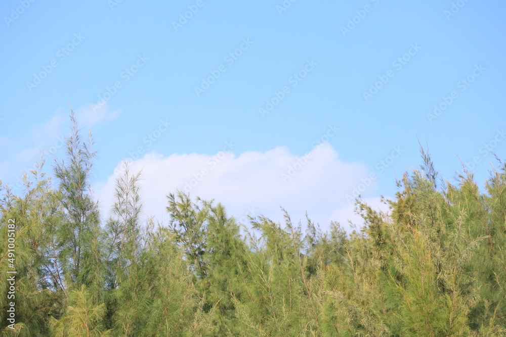青空と雲とモクマオウの木 青空と雲とモクマオウの木