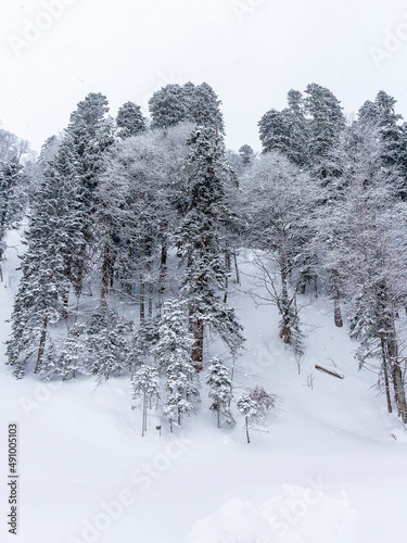 Winter snow-covered forest in the mountains, majestic slopes in snow captivity.+