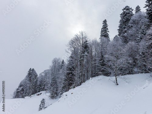 Winter snow-covered forest in the mountains, majestic slopes in snow captivity.+