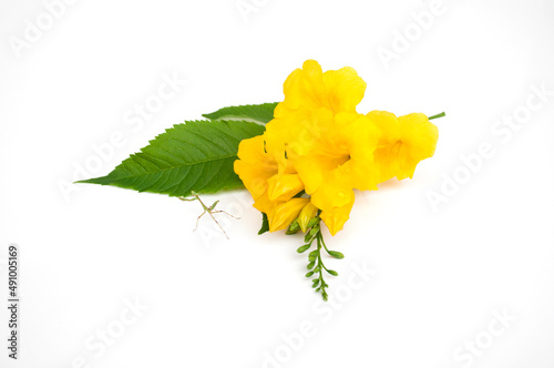 Tecoma stans flower on white background.Yellow elder, Trumpetbush, Trumpetflower, Yellow trumpet-flower, Yellow trumpetbush