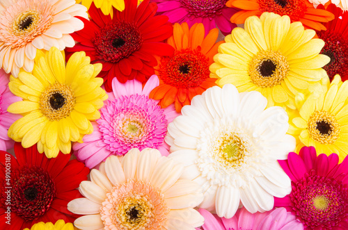 background of colored beautiful gerberas