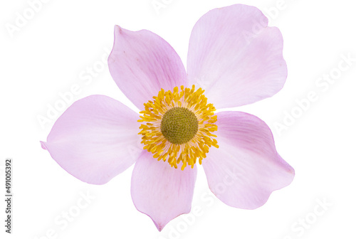 anemone flower isolated