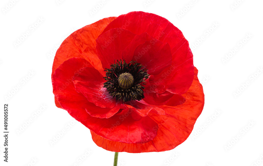 beautiful poppy flower isolated beautiful poppy flower isolated