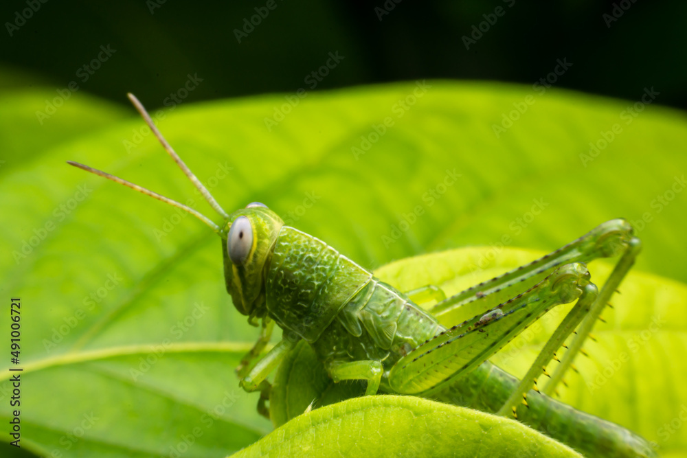 Fototapeta premium Close up scarab on the leaves.