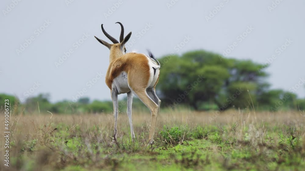 Springbok In Its Natural Habitat In The Central Kalahari Game Reserve, Botswana - wide shot Springbok In Its Natural Habitat In The Central Kalahari Game Reserve, Botswana - wide shot