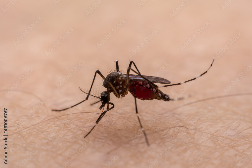Fototapeta premium Mosquitoes are natural blood-sucking insects that inflict pain on human health, and biologically they carry malaria, dengue and Zika fever.