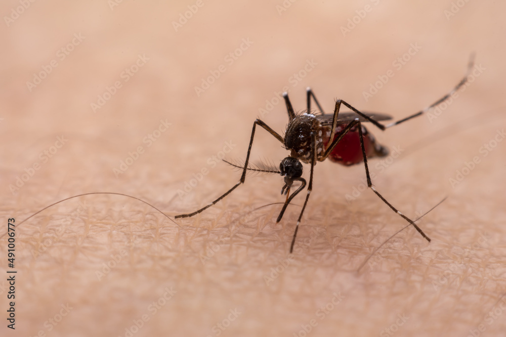 Mosquitoes are natural blood-sucking insects that inflict pain on human health, and biologically they carry malaria, dengue and Zika fever. Mosquitoes are natural blood-sucking insects that inflict pain on human health, and biologically they carry malaria, dengue and Zika fever.