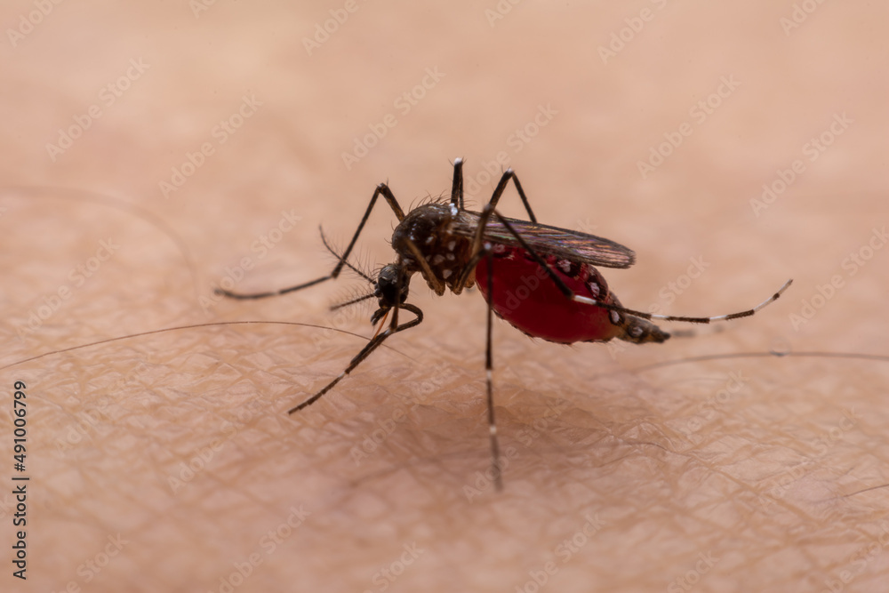 Fototapeta premium Mosquitoes are natural blood-sucking insects that inflict pain on human health, and biologically they carry malaria, dengue and Zika fever.