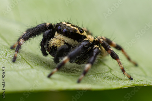 Close up jumping spiders on the leaves..