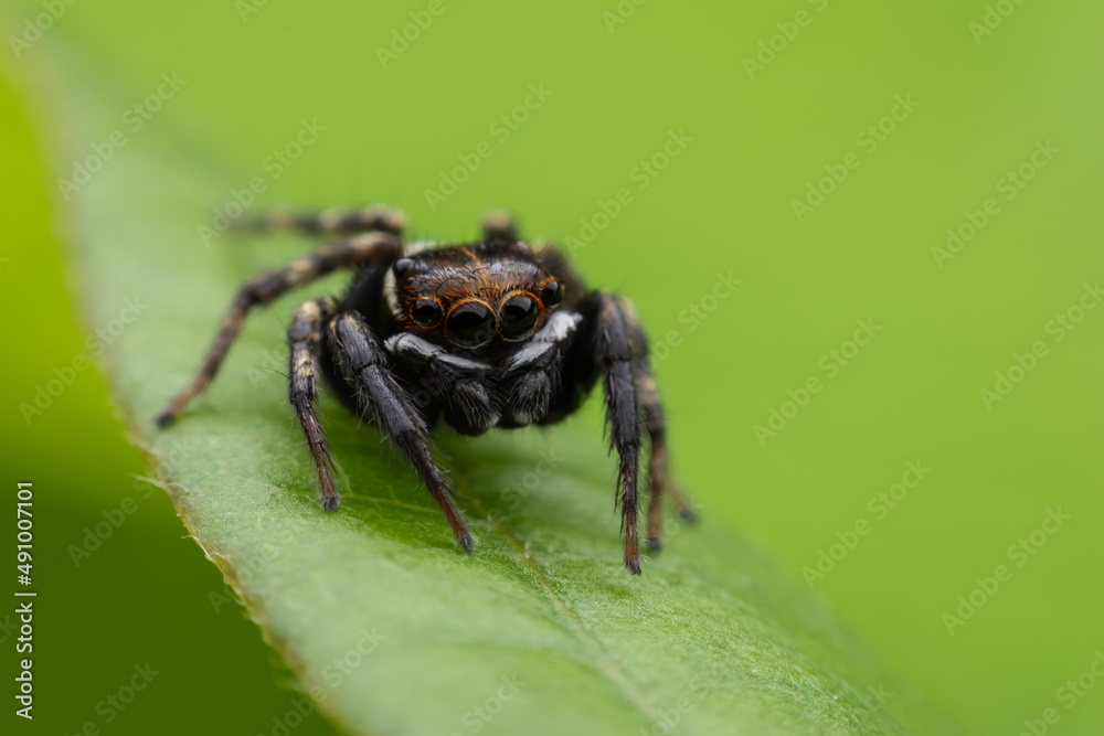 Fototapeta premium Close up jumping spiders on the leaves..