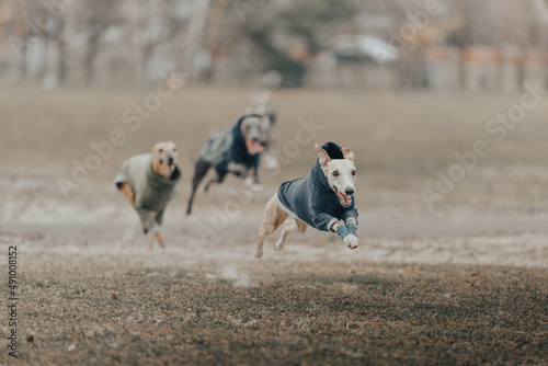 Fototapeta Naklejka Na Ścianę i Meble -  psy biegną