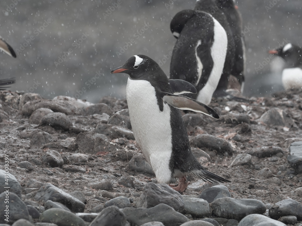 Naklejka premium Approaching Yankee Harbour landing, Greenwich Island, South Shetland Islands, Antarctica.