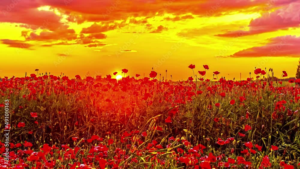 Blooming Red Poppy Field with beautiful landscape with yellow colored sky and moving clouds - Low angle shot of golden sunset at horizon Blooming Red Poppy Field with beautiful landscape with yellow colored sky and moving clouds - Low angle shot of golden sunset at horizon