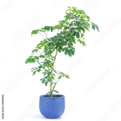 観葉植物、シェフレラ・アルボリコラの鉢植え【白背景】