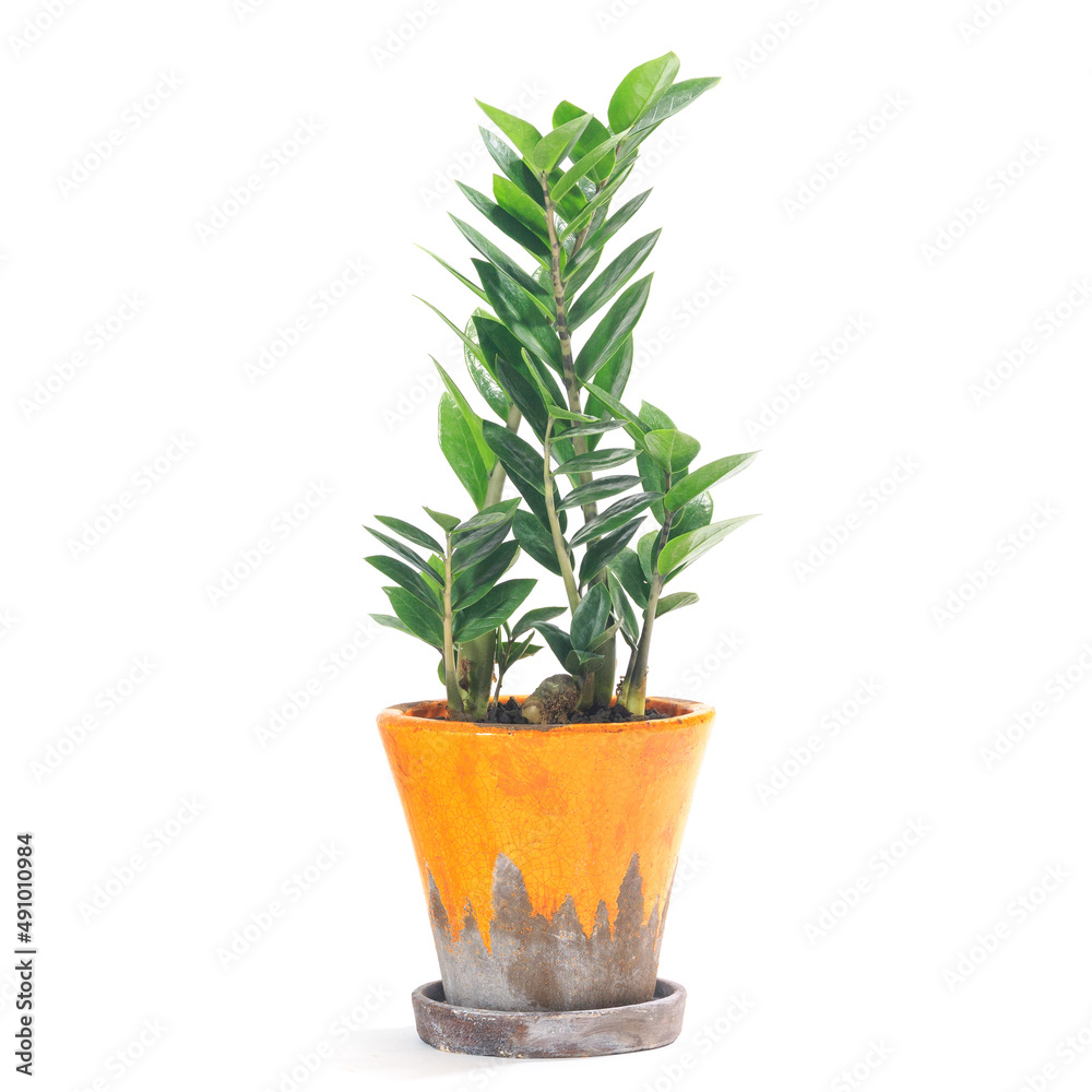 観葉植物、ザミオクルカス・ザミーフォリアの鉢植え【白背景】 観葉植物、ザミオクルカス・ザミーフォリアの鉢植え【白背景】
